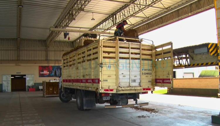 La multinacional Alliance One cierra su planta de acopio de Jujuy y despide a 120 trabajadores