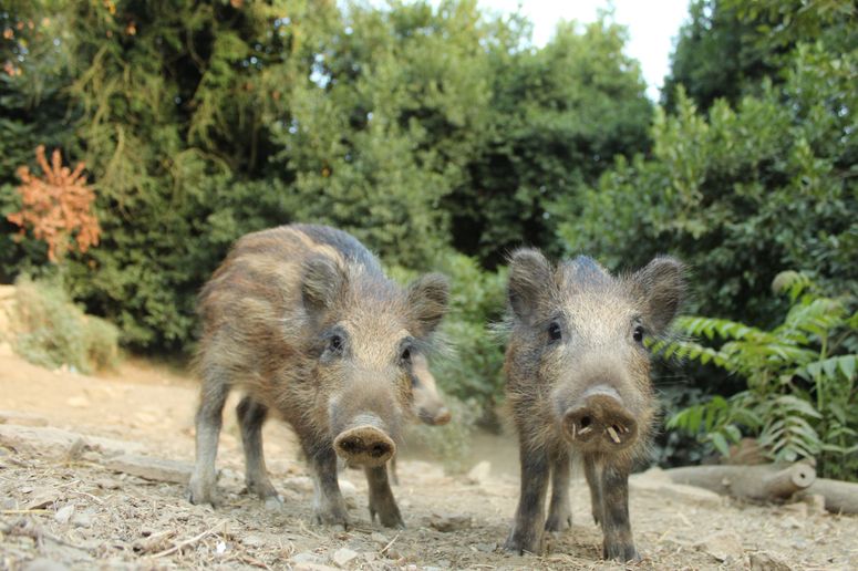 peste porcina africana