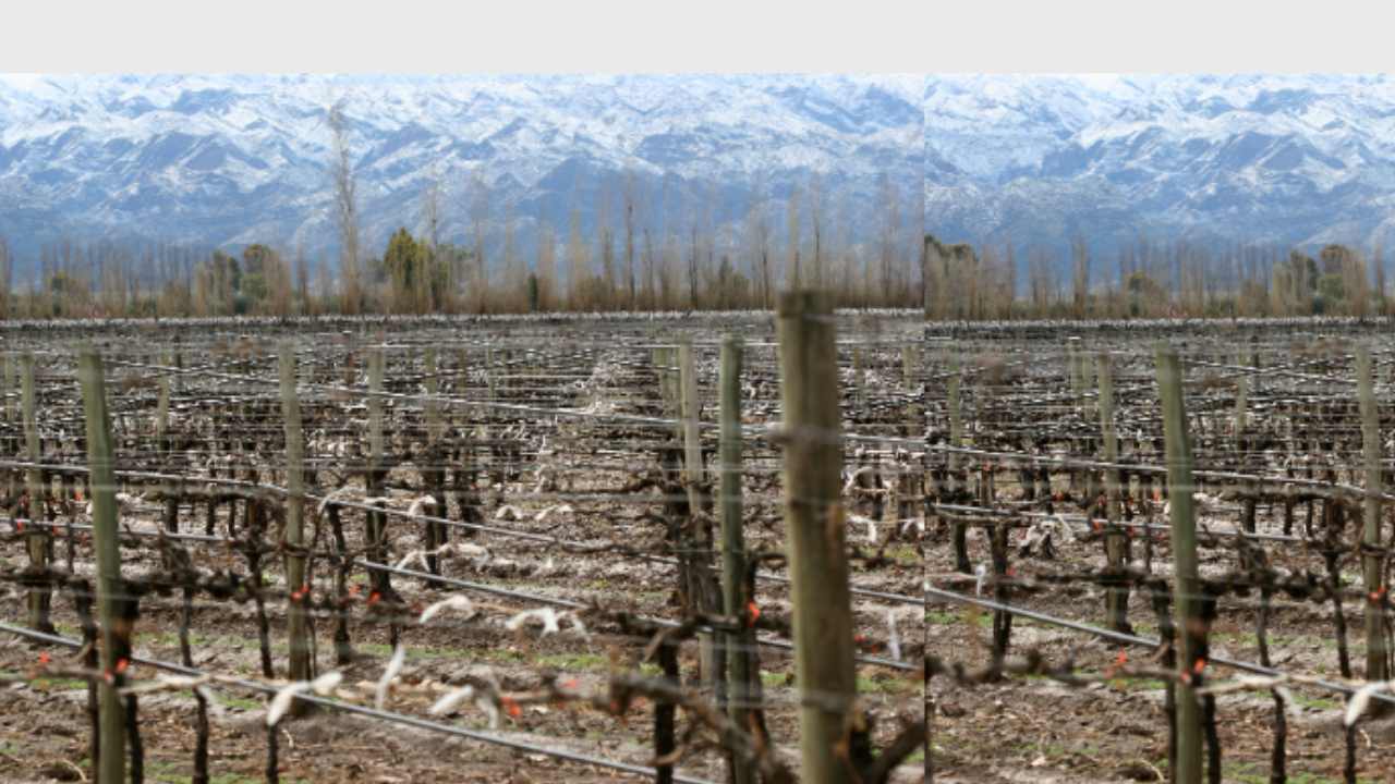La bodega cuenta con más de 150 hectáreas de viñedos propios en San Juan