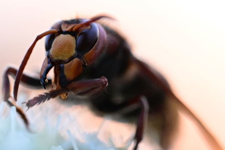 Se observa a las abejas recolectando polen y néctar de las flores en Duzce, Turquía, el 20 de mayo de 2026. 