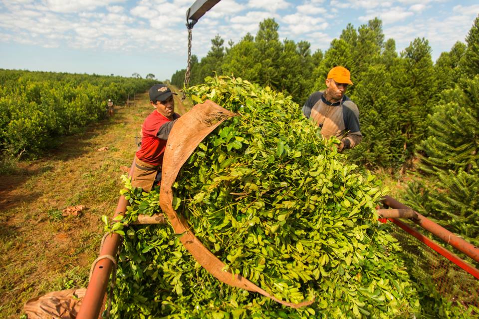 “Mate mal cebado”: denuncian que la desregulación del Instituto Nacional de la Yerba Mate hundió el precio de la yerba y expulsa trabajadores a Brasil