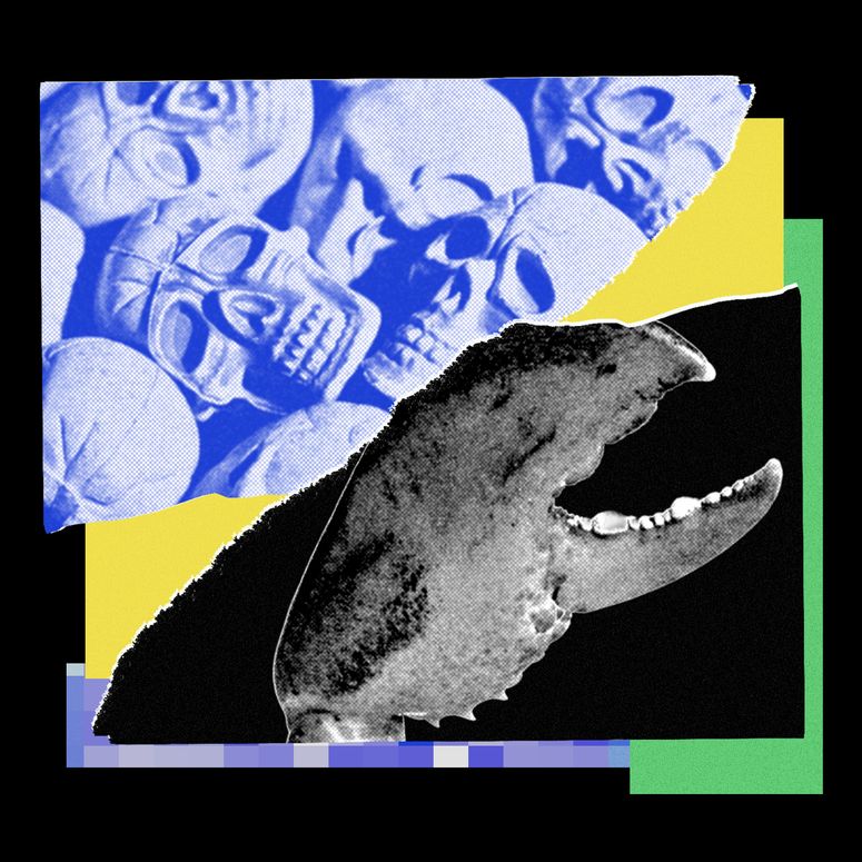 Collage de un dinosaurio y cráneos. 
