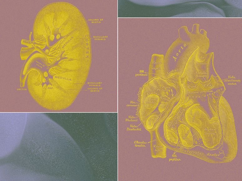 Una startup multimillonaria quiere cultivar "sacos de órganos". 